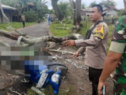 Naas!! Tertimpa Pohon Tumbang, Seorang Warga BTN Gerbang Permata Meninggal Dunia