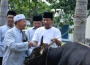 Pemda Ketapang Tebar 15 Ekor Sapi Qurban