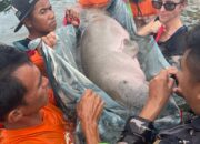 Duyung/Dugong Seberat 130 KG Tersangkut Jaring Di Kendawangan, Kini Sudah diselamtakan