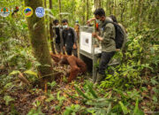 Awal Berseri Menteri Kehutanan Raja Juli Antoni, Tujuh Orangutan Kembali ke Habitat Asli