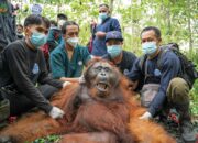 Orangutan Jantan Dewasa Sembelangaan Ditranslokasikan ke Hutan Lindung Gunung Tarak