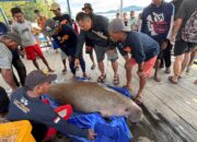 Dugong Mati di Perairan Kendawangan, Petanda Alam Tidak Baik Baik Saja
