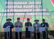 Sekda Ikut Tanam Jagung Kiartal III Penguatan Ketahanan Pangan