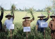 Wabup Ketapang Panen Raya Padi di Sungai Awan Kanan, Tegaskan Komitmen Dukung Swasembada Pangan