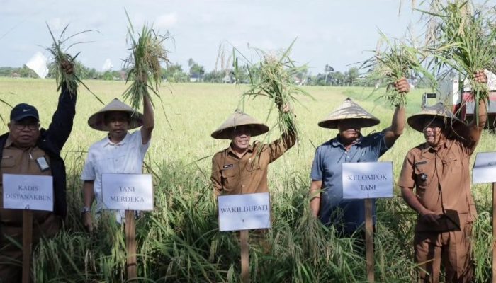 Wabup Ketapang Panen Raya Padi di Sungai Awan Kanan, Tegaskan Komitmen Dukung Swasembada Pangan
